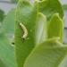 Monarch Caterpillar feasting on Milkweed