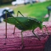 I found a grasshopper chilling after a thunderstorm.