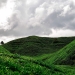 Nice tea fields in the Cameron Highlands, Malaysia