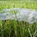 This beautiful spiders web looks like clouds above a city of grass.
