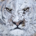 Tigers face covered in snow