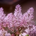 My Lilacs