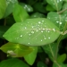 Raindrops on a leaf