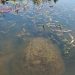 Huge snapping turtle.
