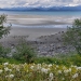 Low tide. Juneau AK